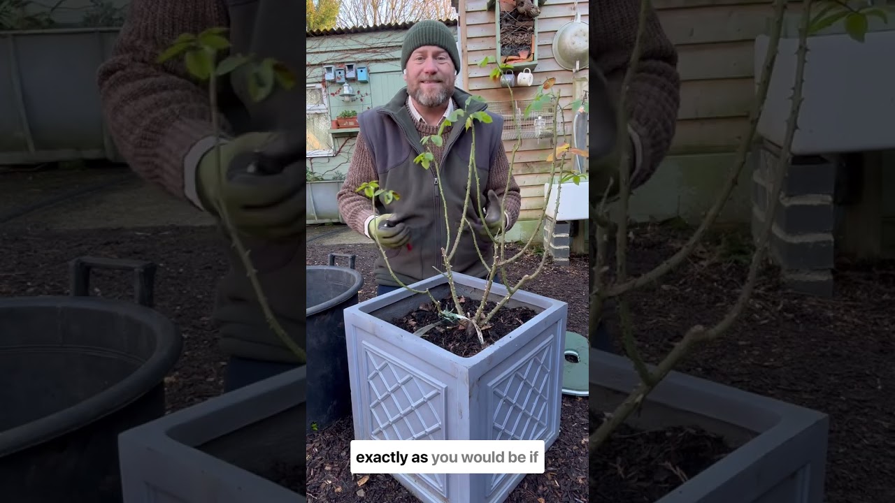 Formative pruning and training￼ of young roses under 24 months old #gardenerben