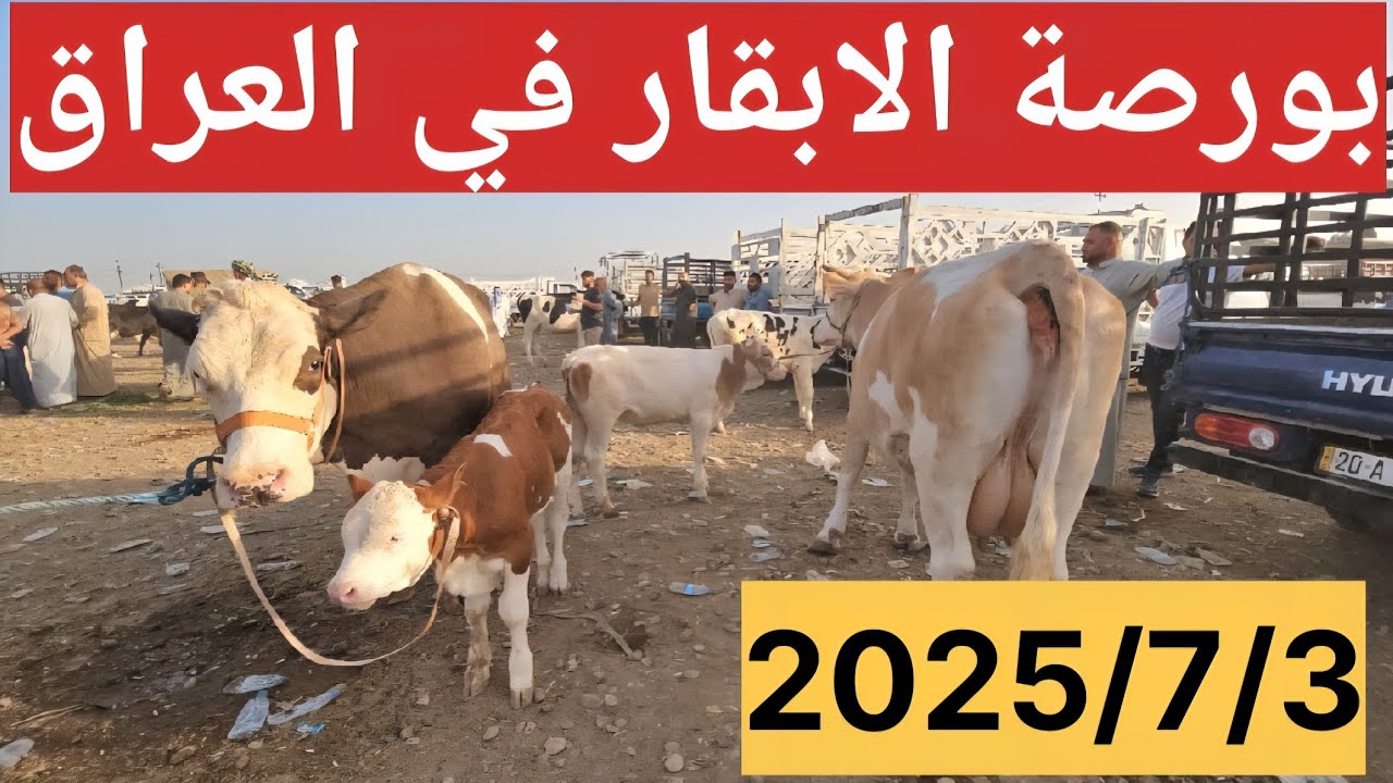 #سوق_الأبقار  في العراق سوق محافظة ديالى وسط العراق