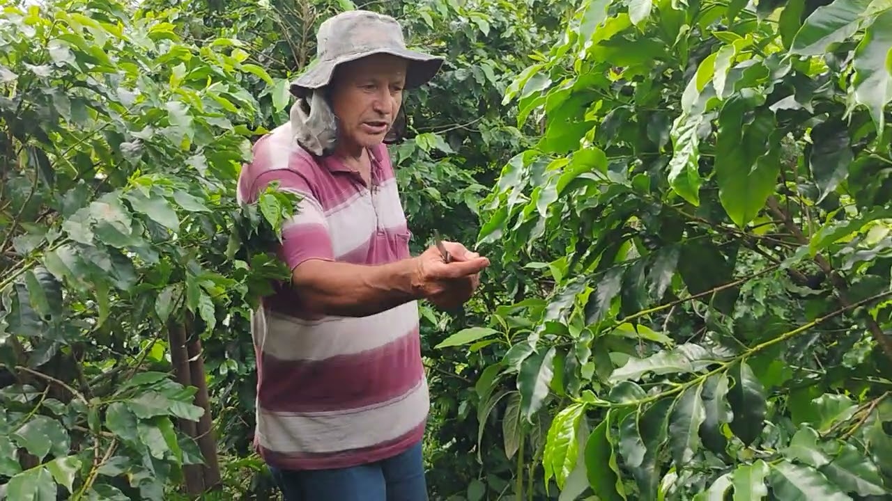 Como plantar p&eacute;s de abacate no meio da lavoura de caf&eacute;.