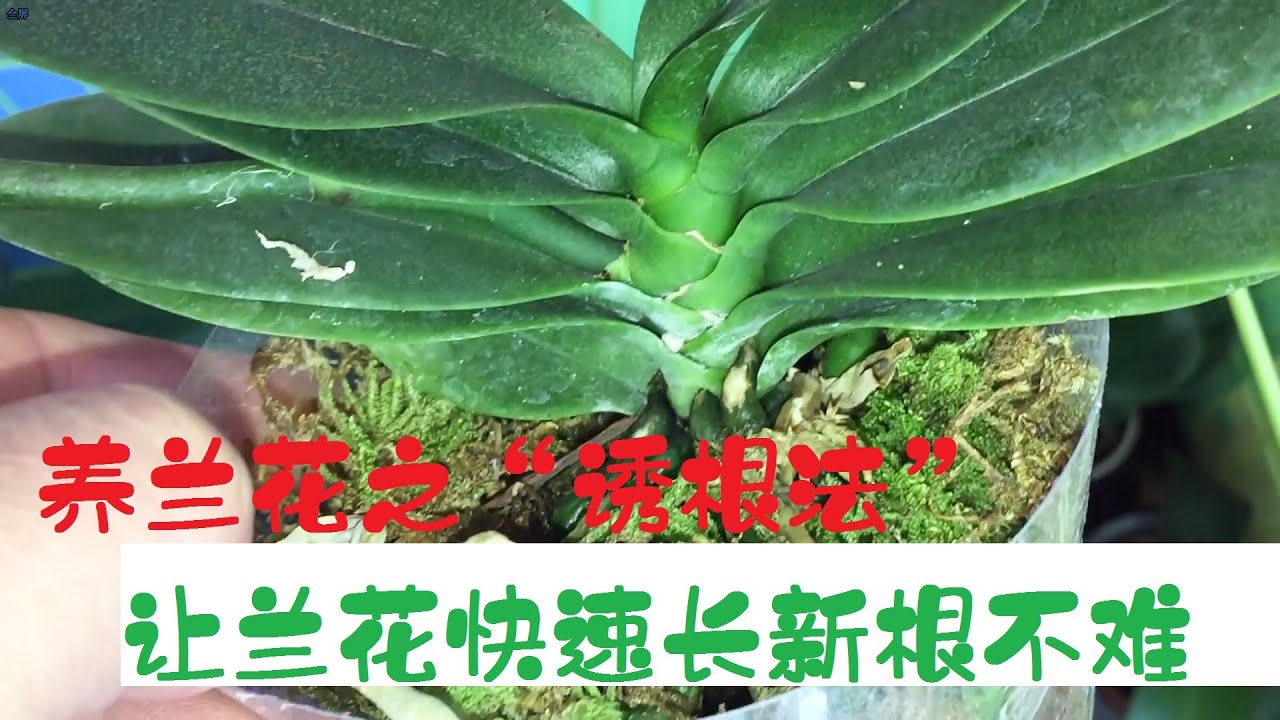 养兰花之“诱根法”，让蝴蝶兰快速长新根，快速适应养殖环境，原来这么简单！（阿涛养花83期）