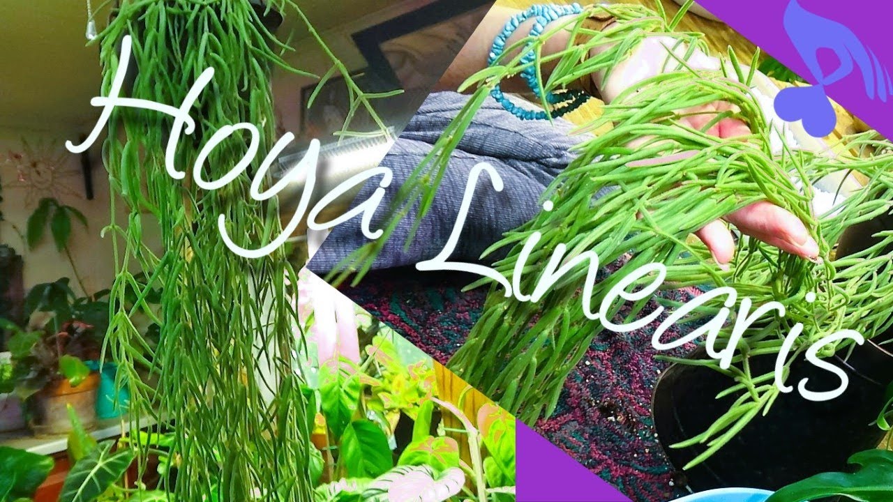 Пересадка и размножение хойи Linearis