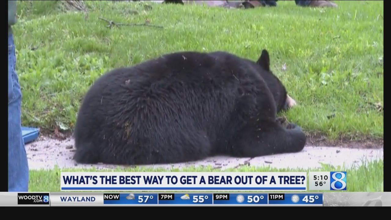What's the best way to get a bear out of a tree?
