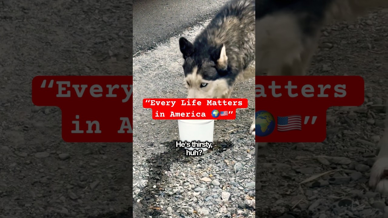Starving and Forgotten 💔🐕 | USA Dog Rescue Journey