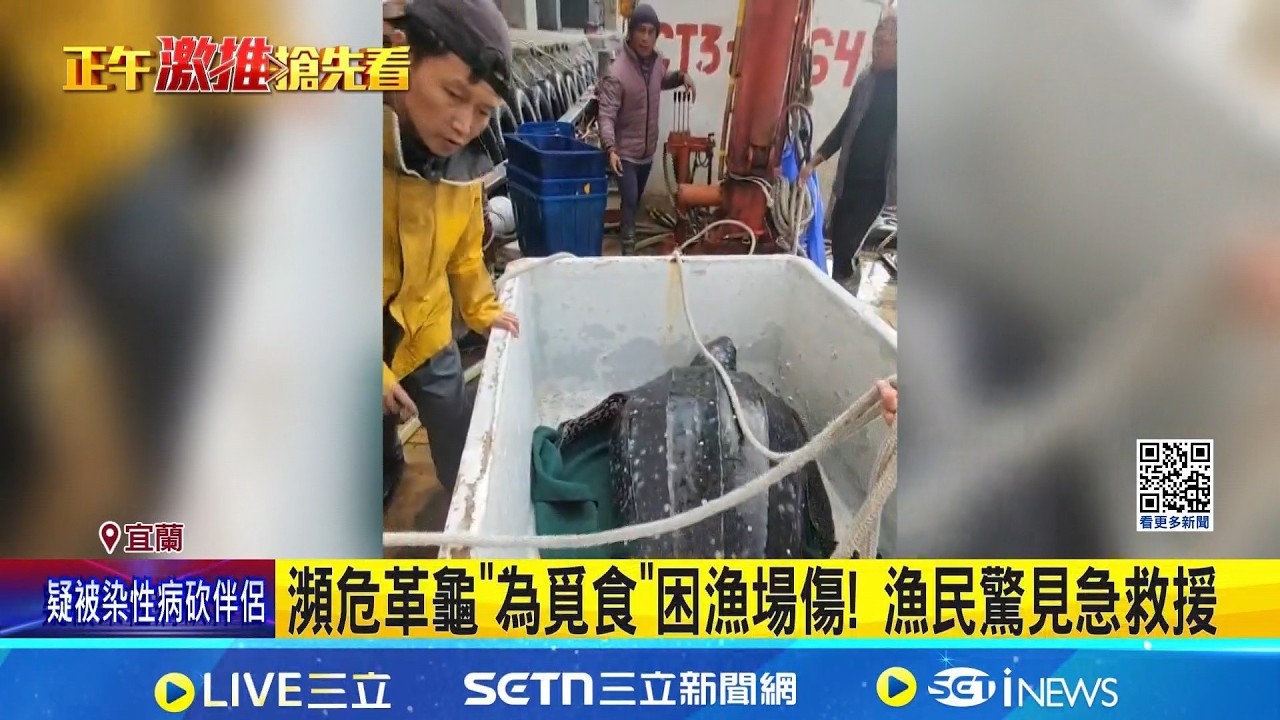 瀕危革龜