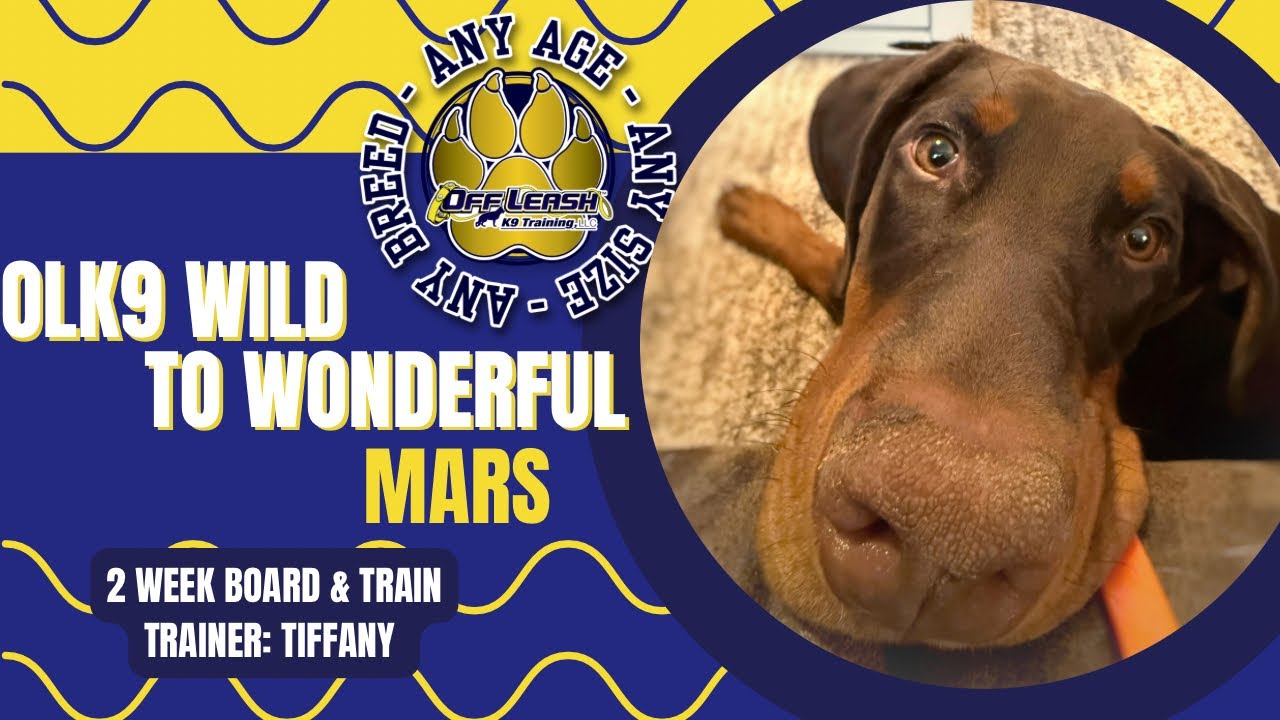 6mo Doberman (Mars) 2 Week Basic Board & Train 