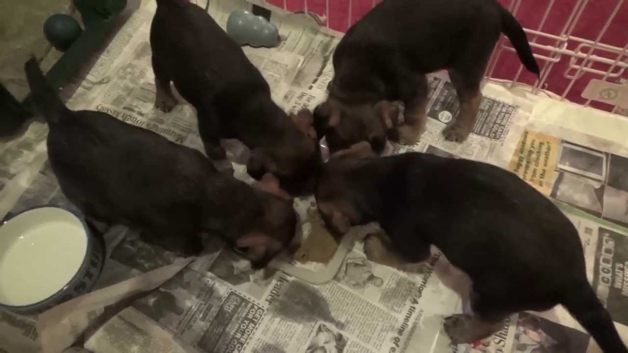 Border Terriers Puppies with their Momma Millie 6-1/2 weeks old