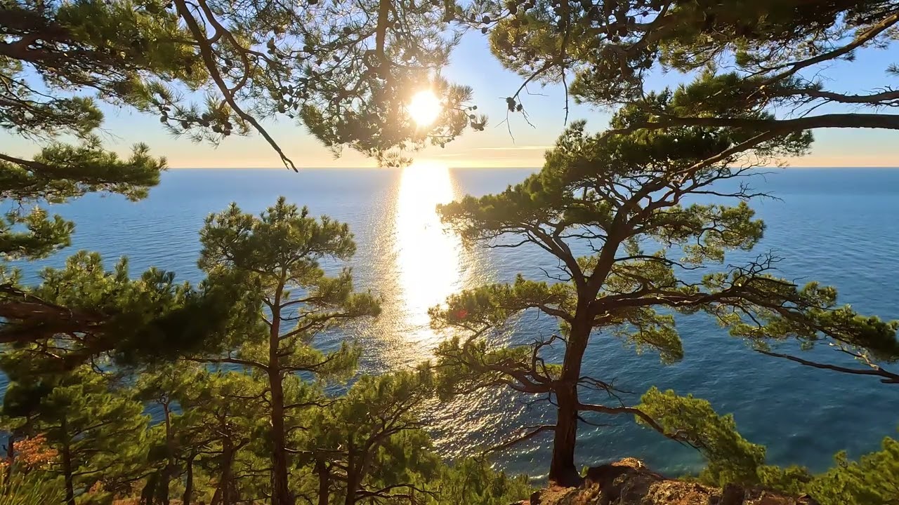 Golden Hour Bliss: Sunset View Through Coastal Pines | Calm Sea & Relaxing Wave Sounds (4K)