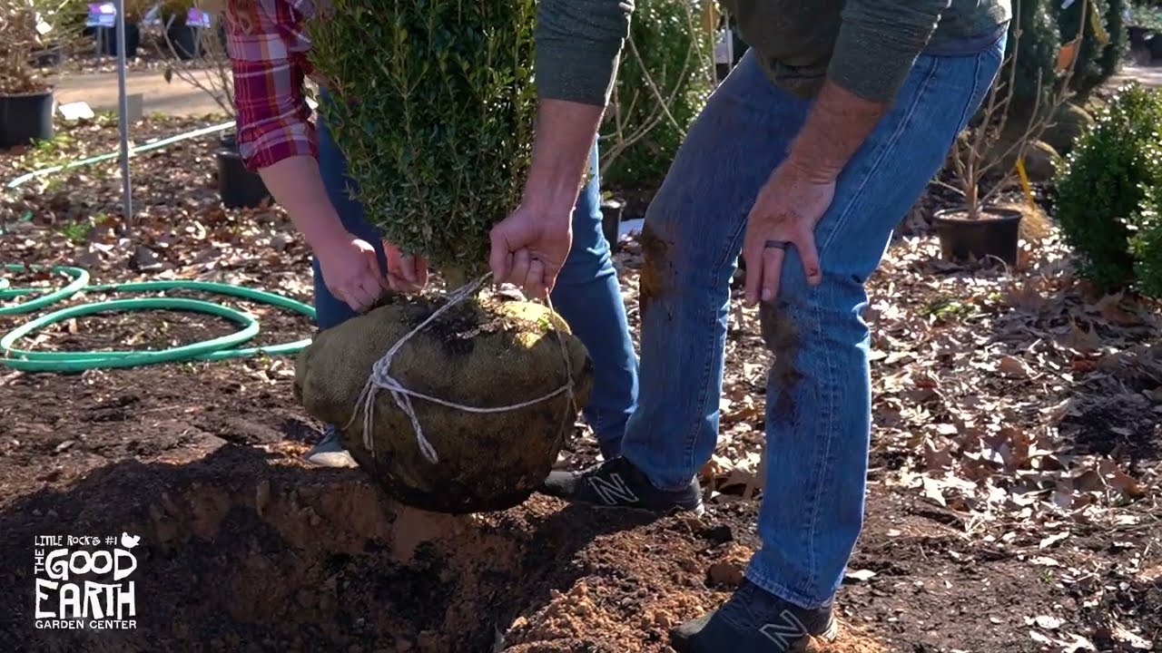 How To Plant A B&B Tree Or Shrub