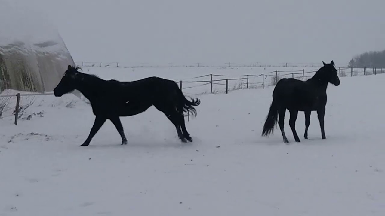 20260113 ONYX WOOD SHINE a KIRA MAGIC HANCOCK