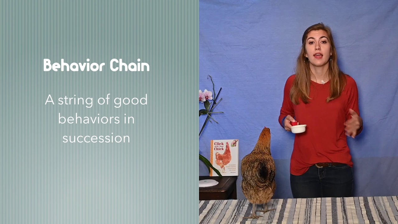 Clicker Training