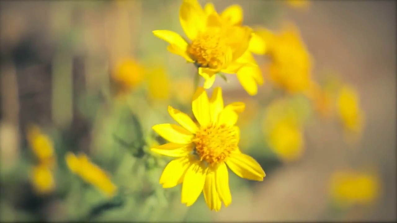 Prem Rawat  - Cuando el Desierto Florece (en español)