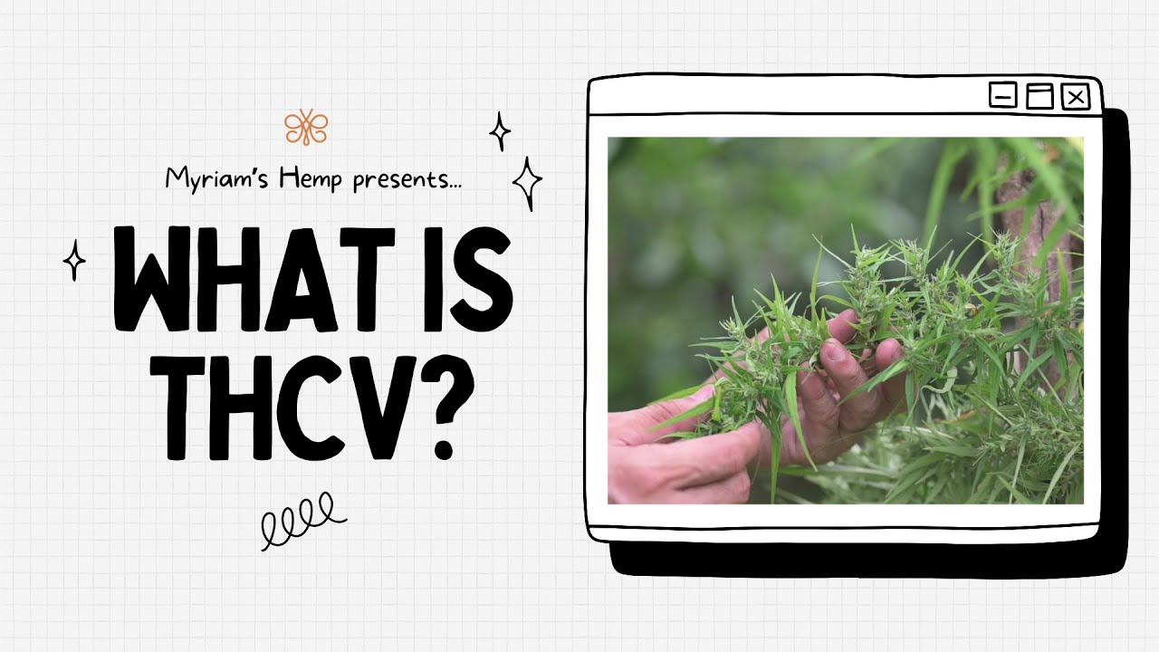 THCV Explained: The New ‘Diet Weed’?