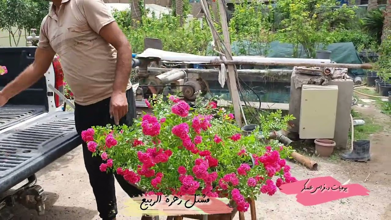 مشتل زهرة الربيع في الاعظمية