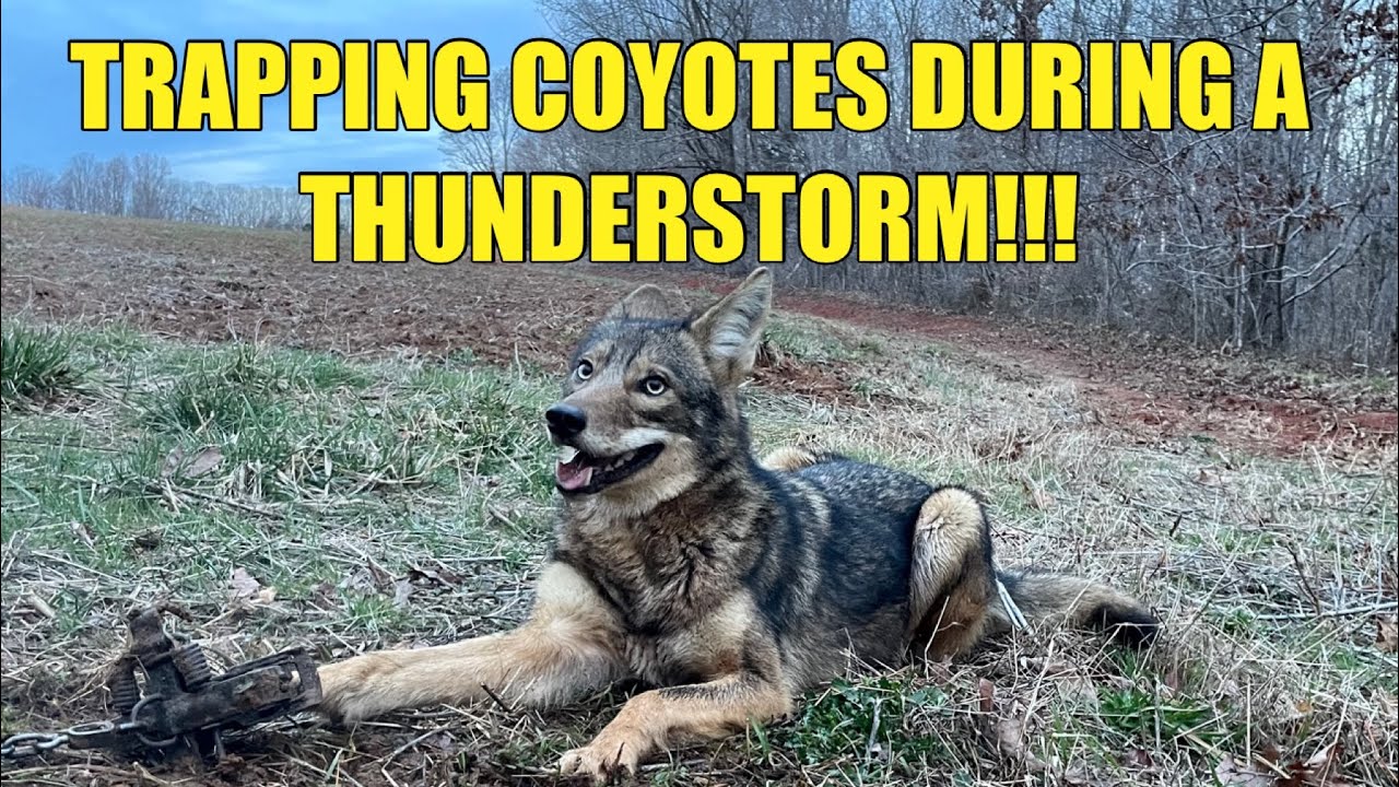 TRAPPING COYOTES DURING A RAIN STORM!!! BEST TIME TO FIND FRESH SIGN!!!