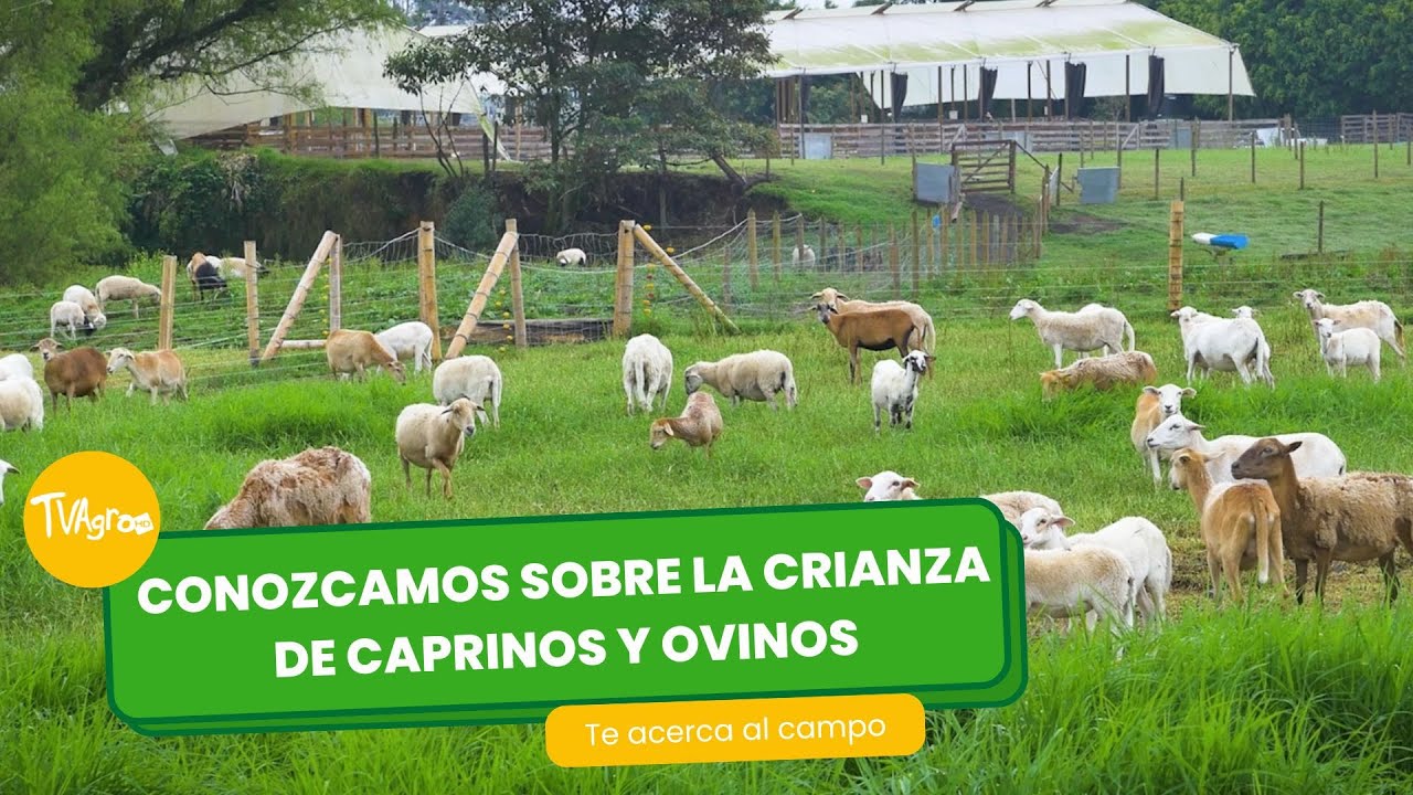 C&oacute;mo es la crianza de Caprinos y ovinos, Epicentro - TvAgro por Juan Gonzalo Angel Restrepo