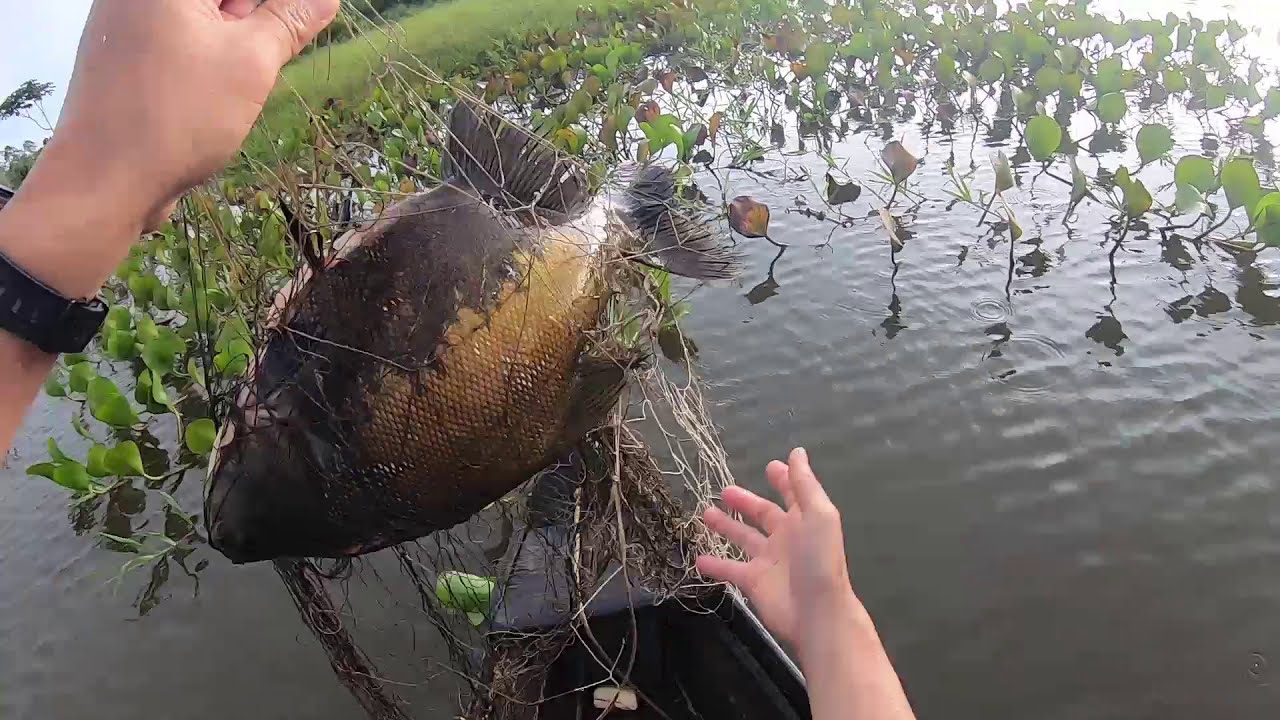 Pesca de Tambaqui com rede (malhadeira)