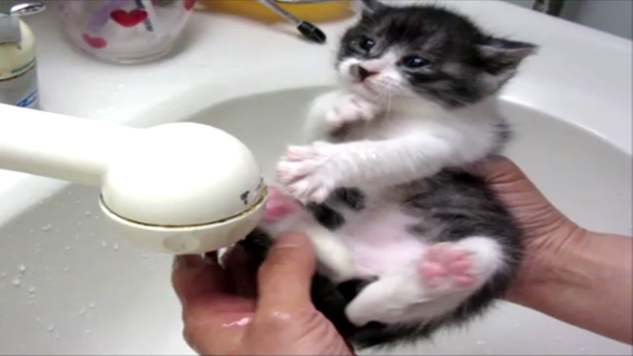 子猫赤ちゃん保護　シャンプーして汚れたお尻を綺麗にするよおてんちゃん
