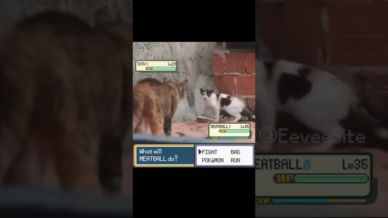 Wild Pokemon Encounter in real Life! #pokemon #pokemonmeme #funnycats #irlpokemon #pokemonbattle