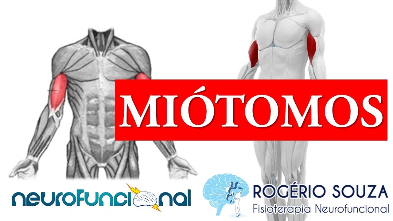 MIÓTOMOS (Músculos chaves) - Rogério Souza