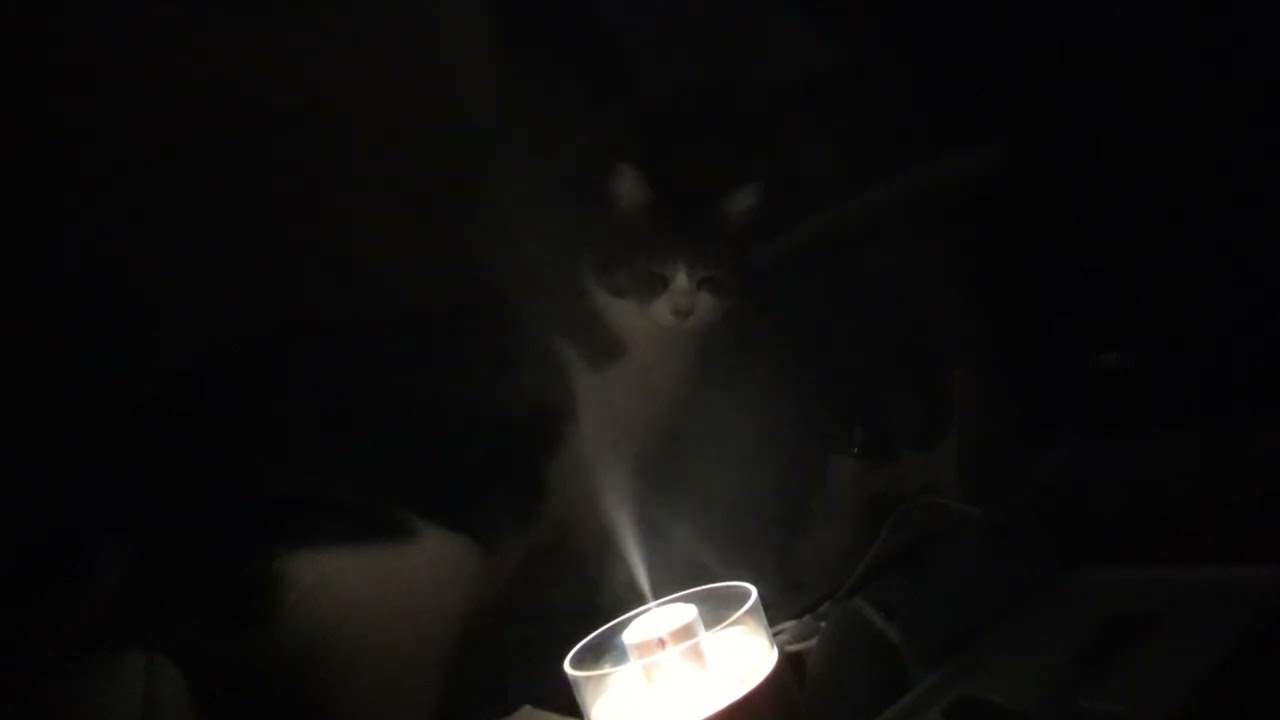 猫生ではじめて加湿器をみた猫