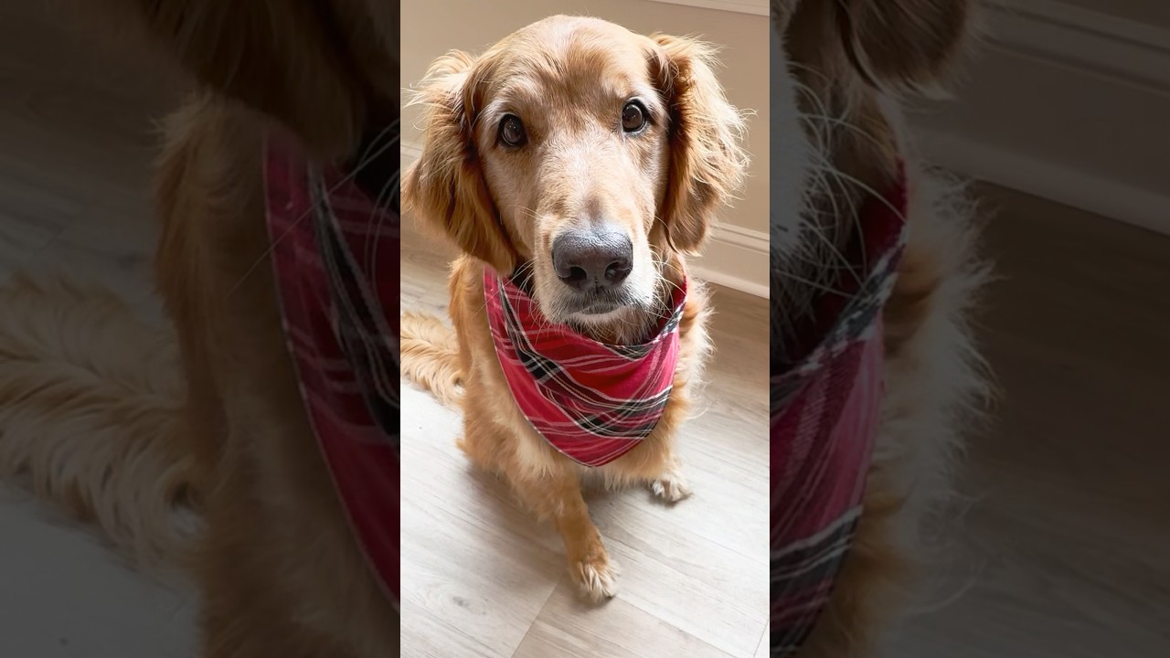 Easy Dog-Gone Bandana 🐾
