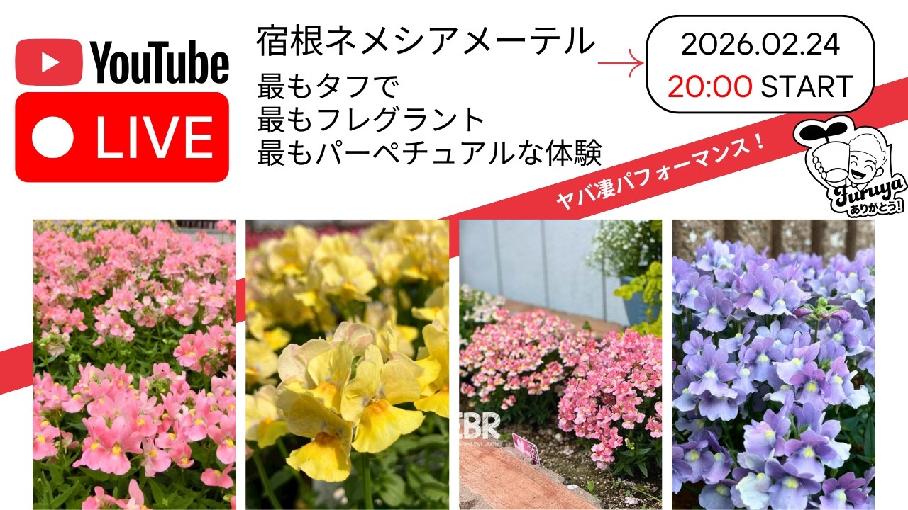 20時〜！Live販売 宿根ネメシアの常識を覆した「品種」その凄さとは？