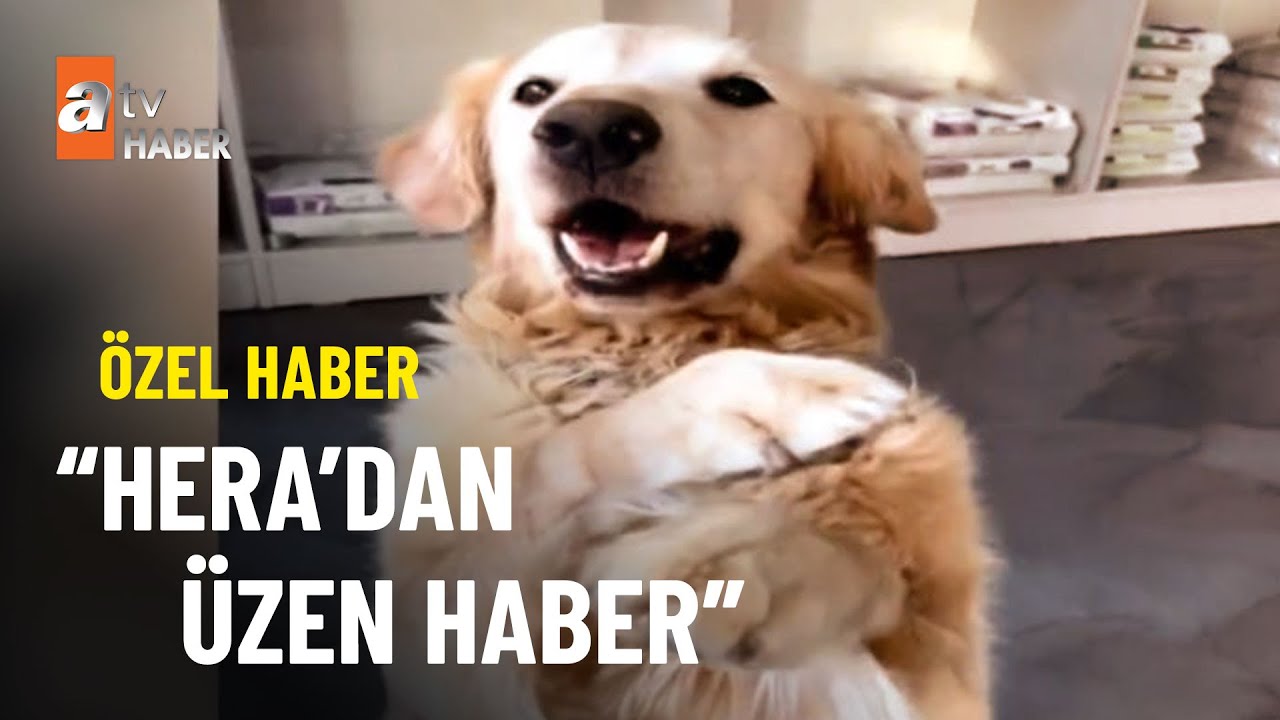 ÖZEL HABER - Akılı köpek Hera kanser oldu - atv Ana Haber 22 Kasım 2022