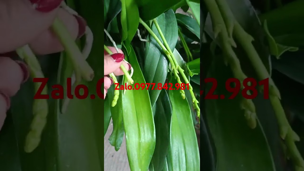XẢ 5 GI&Ograve; LAN ĐẸP GI&Aacute; RẺ 0977.842.981  PHONG LAN RỪNG