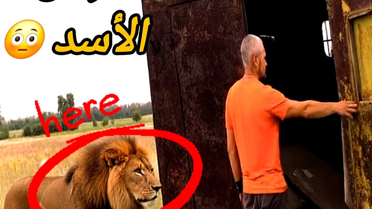 😳😳😳😳😳😳 سأنام مع الأسد في غابة مهجورة