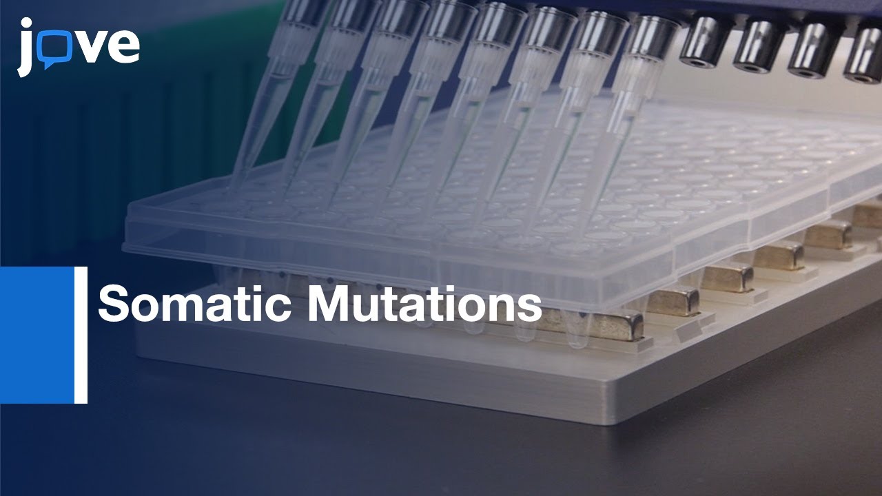 WTB-PCR with Direct Sequencing to detect Somatic Mutations | Protocol Preview