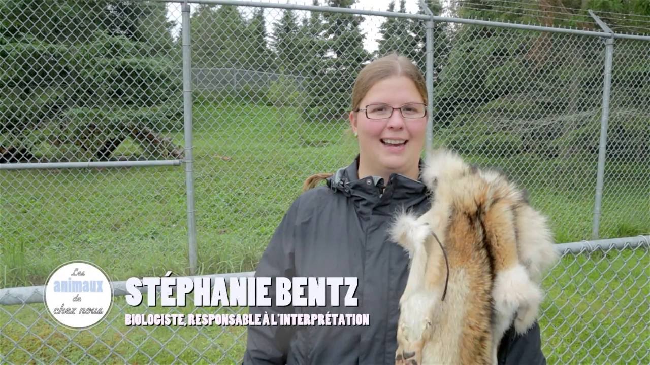 Les animaux de chez-nous : coyote et loup