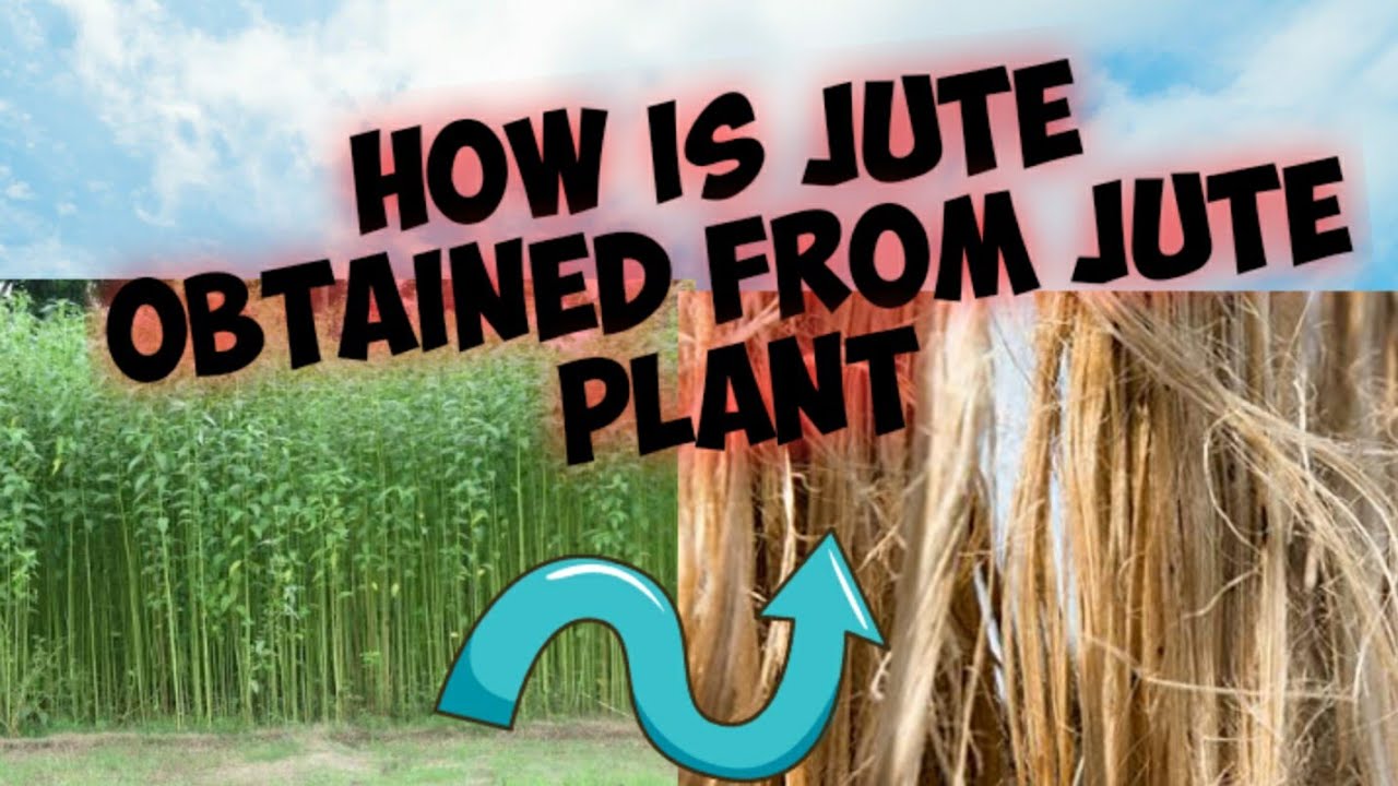 How is jute obtained from jute plant