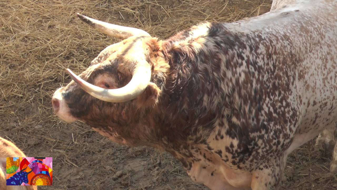 TOROS ROQUETAS DE MAR 23 DE JULIO 2016