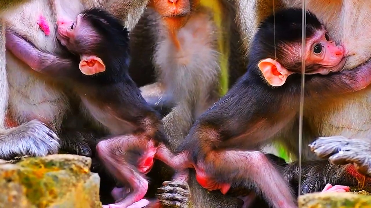 Adorable Wildlife 2026, Lovely Old Mommy Looks Hungry