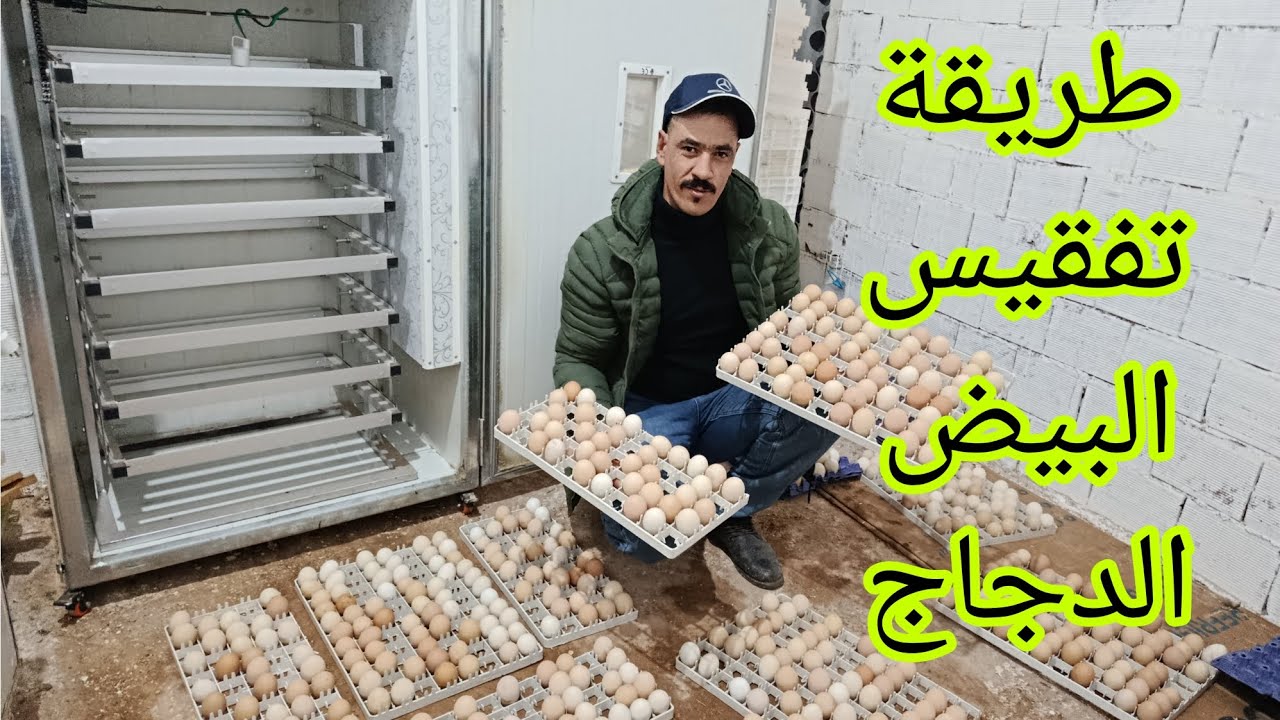 طريقة تفقيس البيض الدجاج مرحلة الاولى مضمونة
