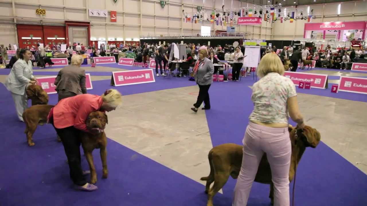 European Dog Show 2013 - Dogue De Bordeaux - Geneve