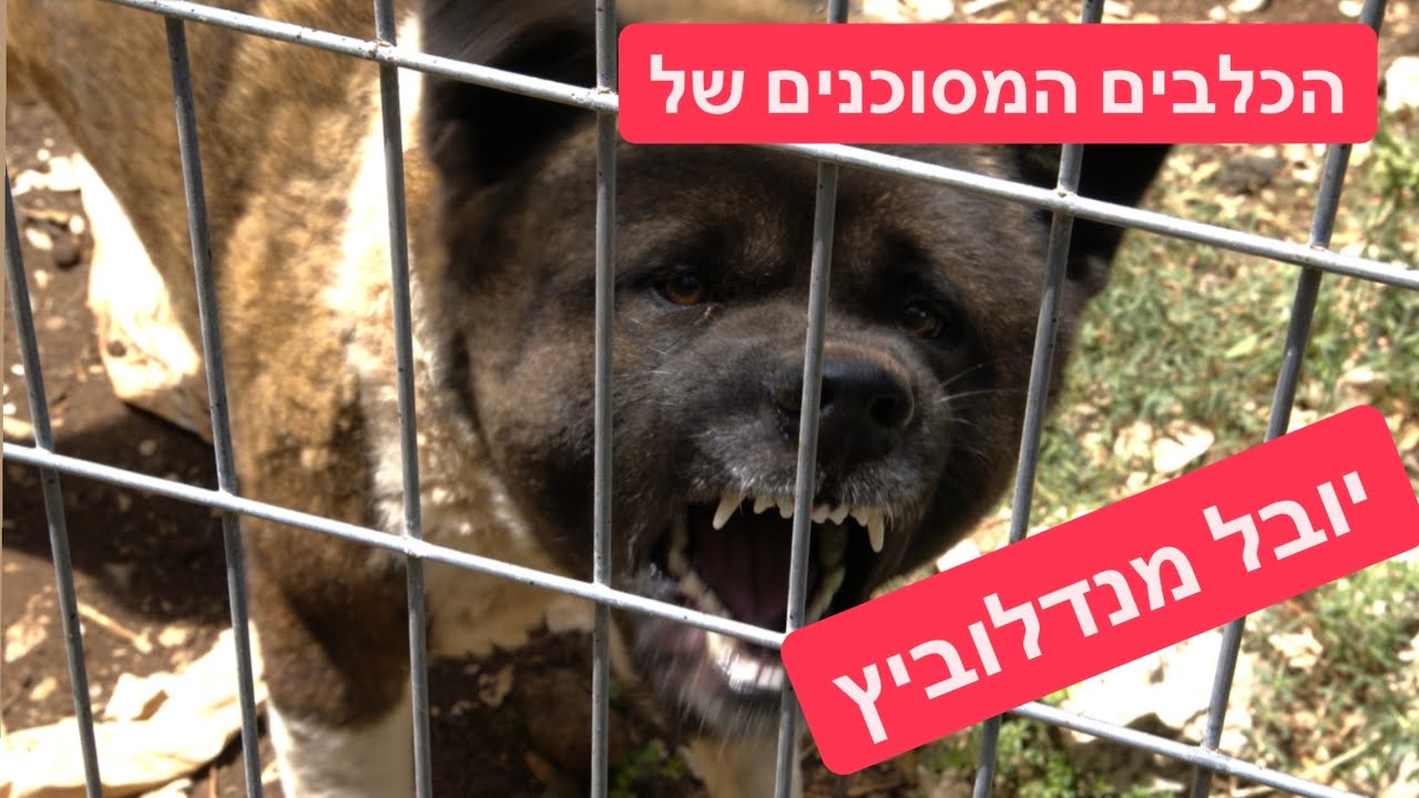 יובל (פיטבול) מנדלוביץ וחחות הכלבים המסוכנים/מסכנים.