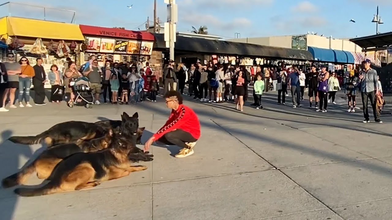 Training My Dogs In Front Of 10,000 People.