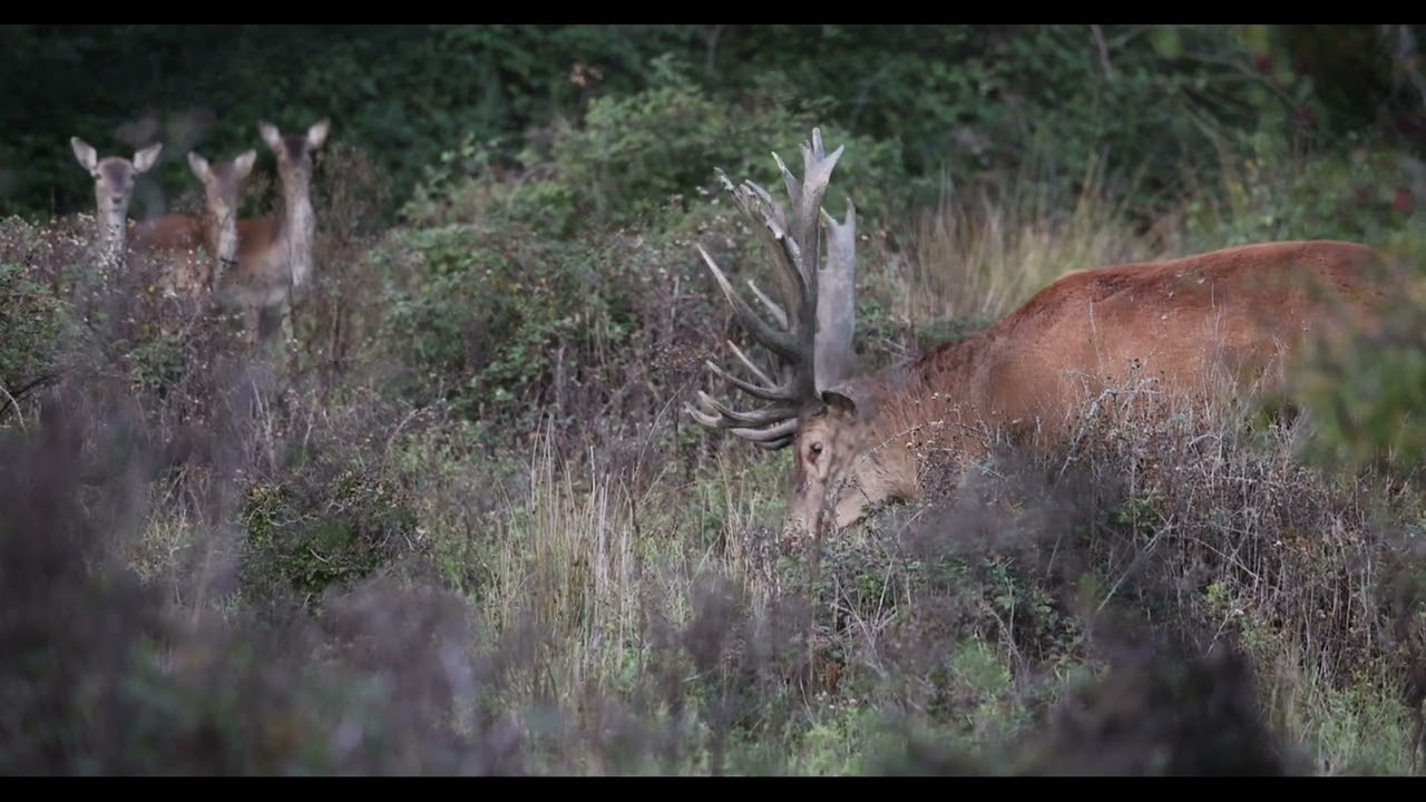 My Video