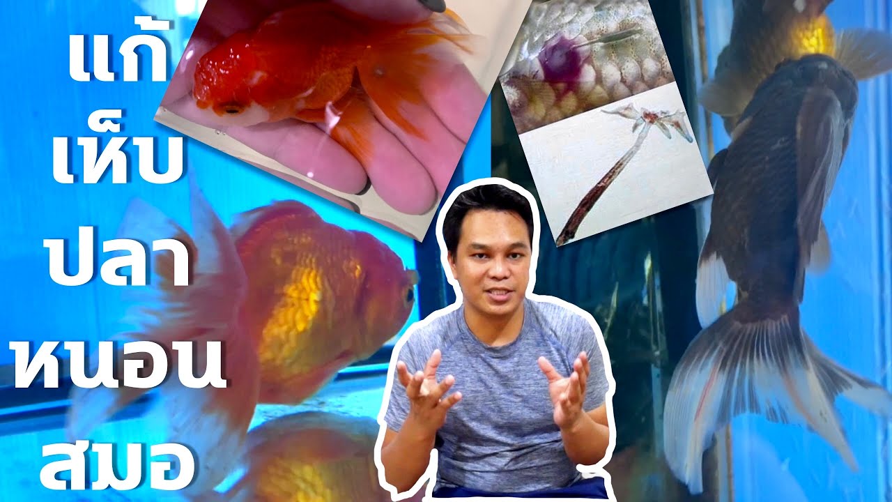 เห็บปลา/หนอนสมอ ภัยร้ายใกล้ตัวปลา : บรรเทาทุกข์ปลาทอง : ฮัลโหลพาเพลิน EP.11