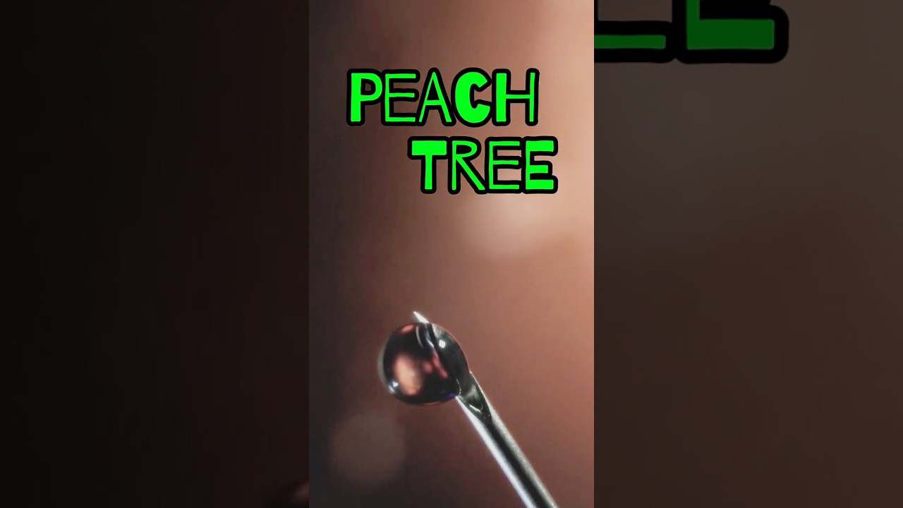 Stankyflower Review: Modern Flower&rsquo;s Peach Tree Live Resin Concentrate from Trulieve