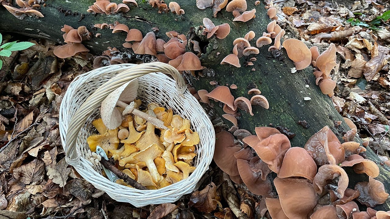 Uszaki bzowe w lipcu? Oraz gatunki grzyb&oacute;w bardziej kojarzone z latem.