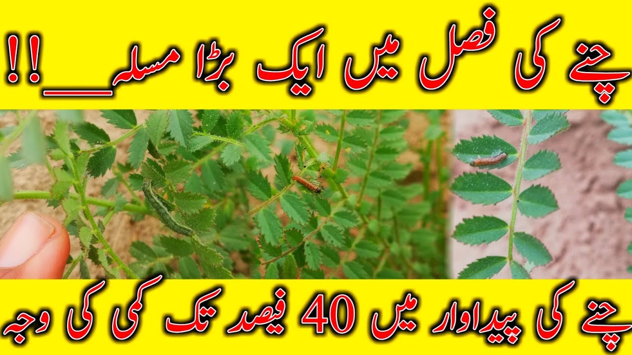 Farm Armi Worm | Chickpea pests | pests control | Chany ki fasal mn sundi | چنے کی سنڈی کا کنٹرول