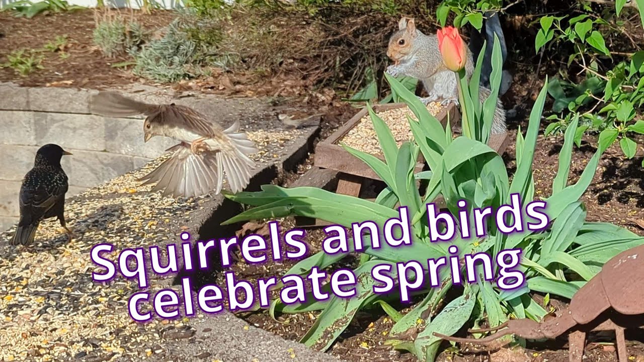 Spring squirrels in the garden