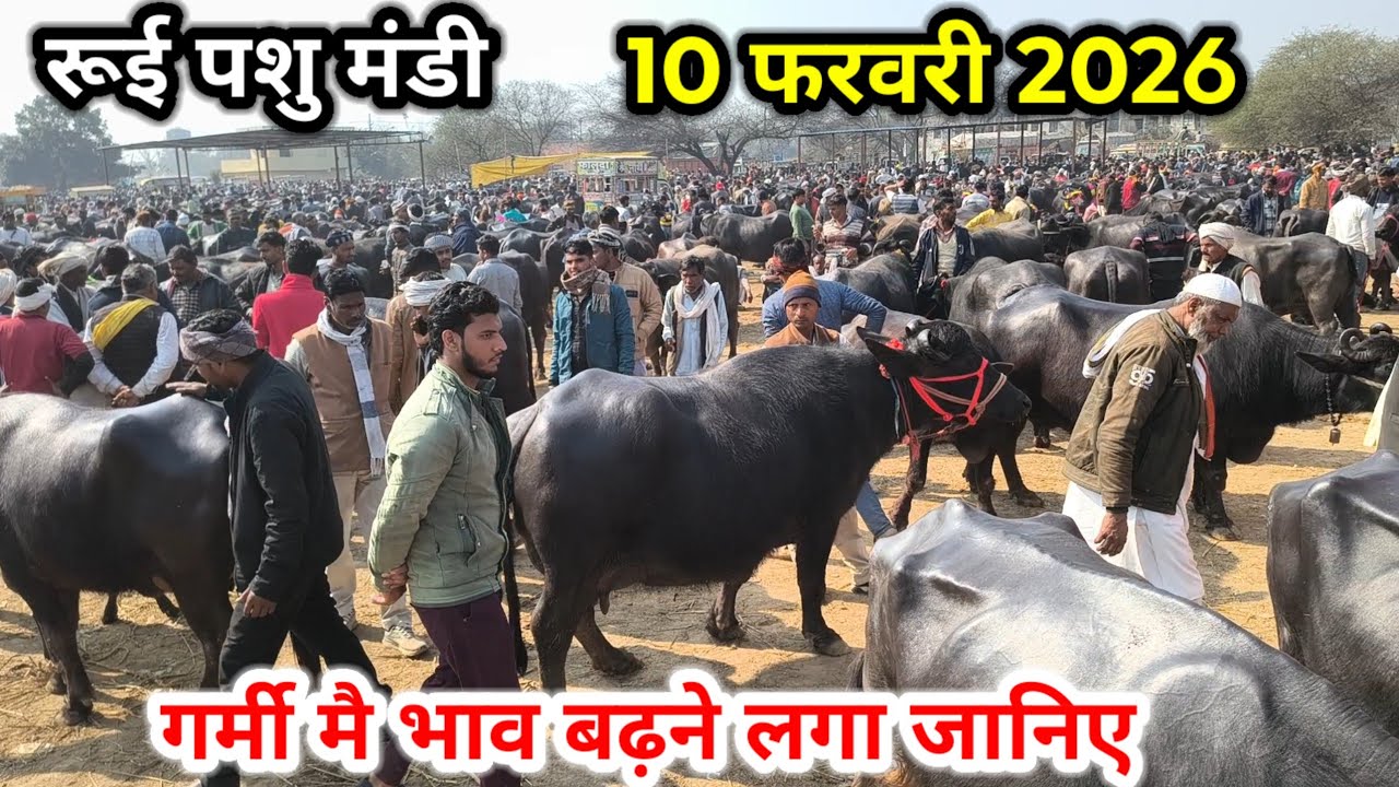 rui pashu mandi ll 10 फरवरी 2026 ll रूई पशु मंडी ll pashu mandi ll आज का भाव जानिए कितना टाइट रहा 