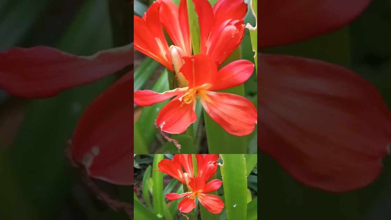 #flowers