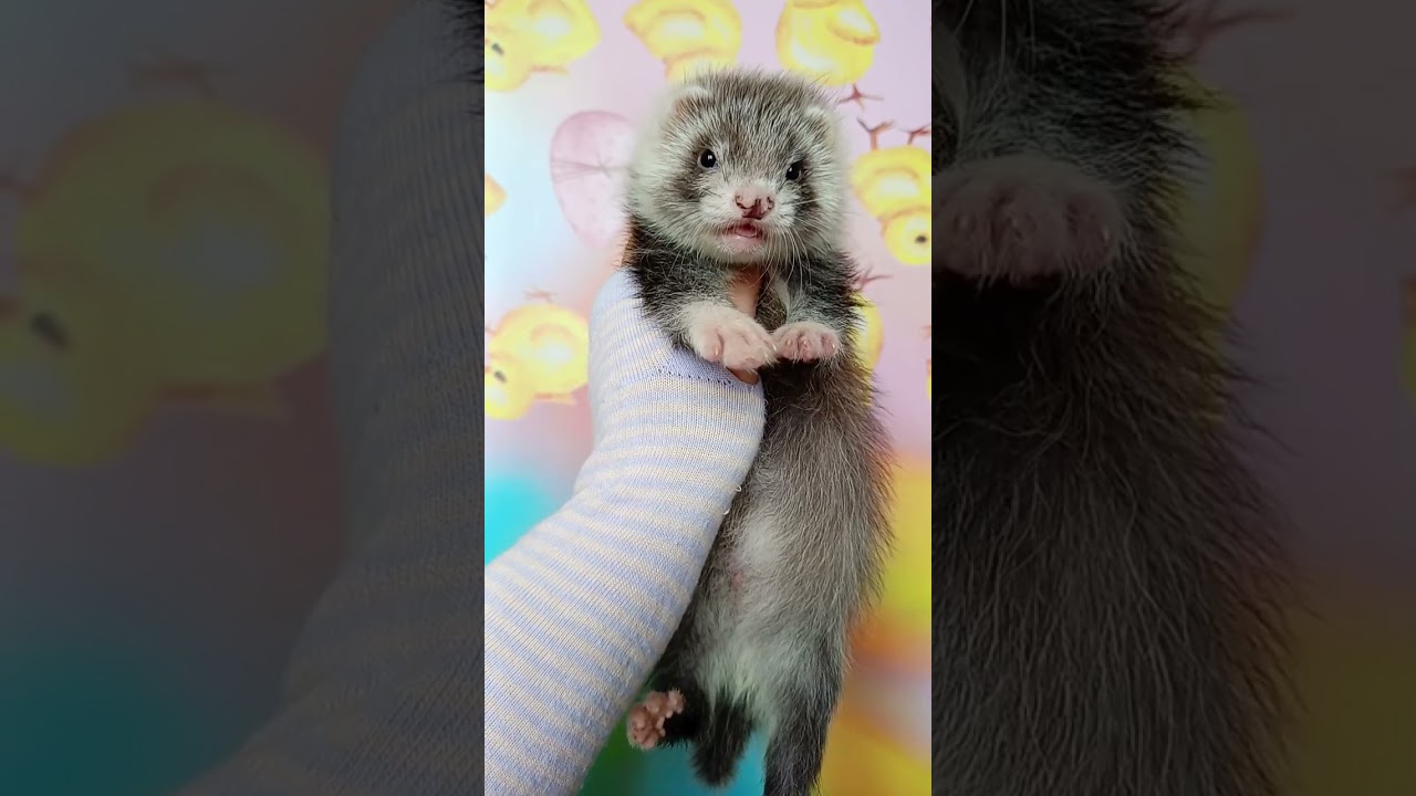 хорёк мальчик ангора #ferret