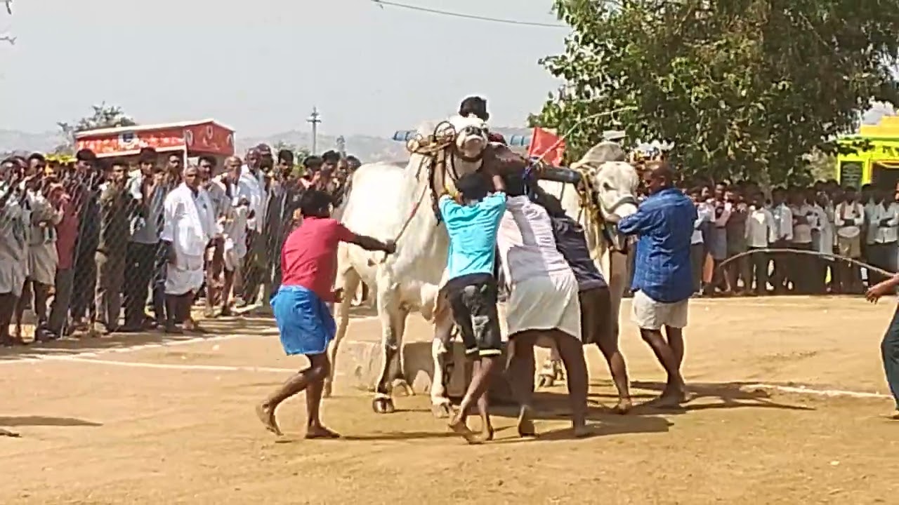 2026💥 జత- 2 🐂 Sri Pedda kadirappa Swamy Konda 🙏 న్యూ Category విభాగం 