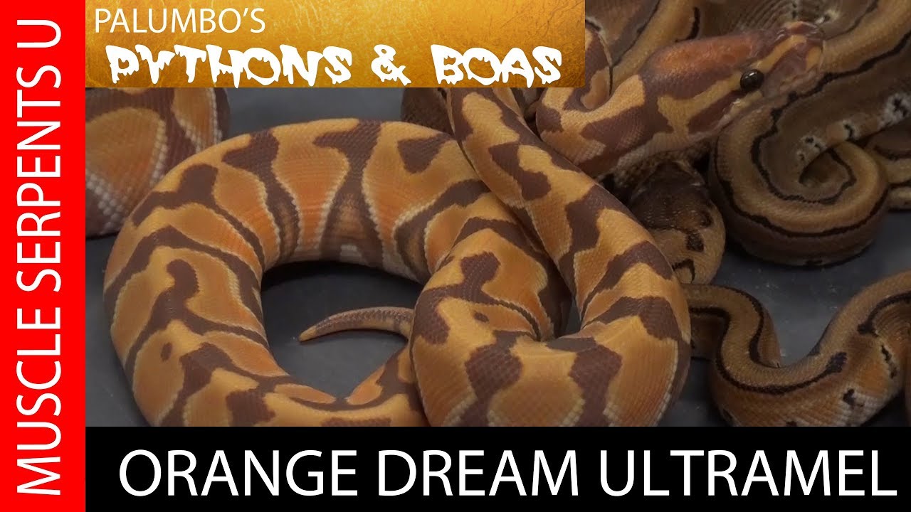 DREAM CLUTCH: ORANGE DREAM ULTRAMEL BALL PYTHONS