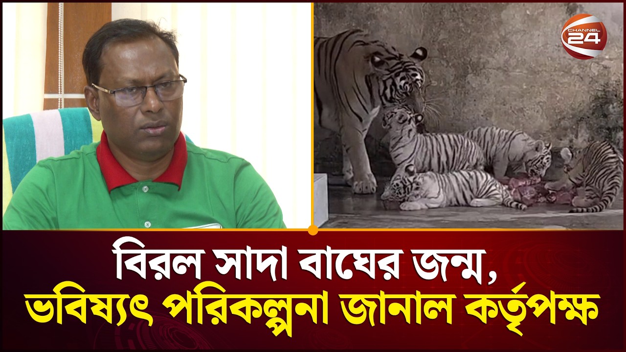 চিড়িয়াখানায় বিরল সাদা বাঘের জন্ম, ভবিষ্যৎ পরিকল্পনা জানাল কর্তৃপক্ষ | Dhaka Zoo | White Tiger